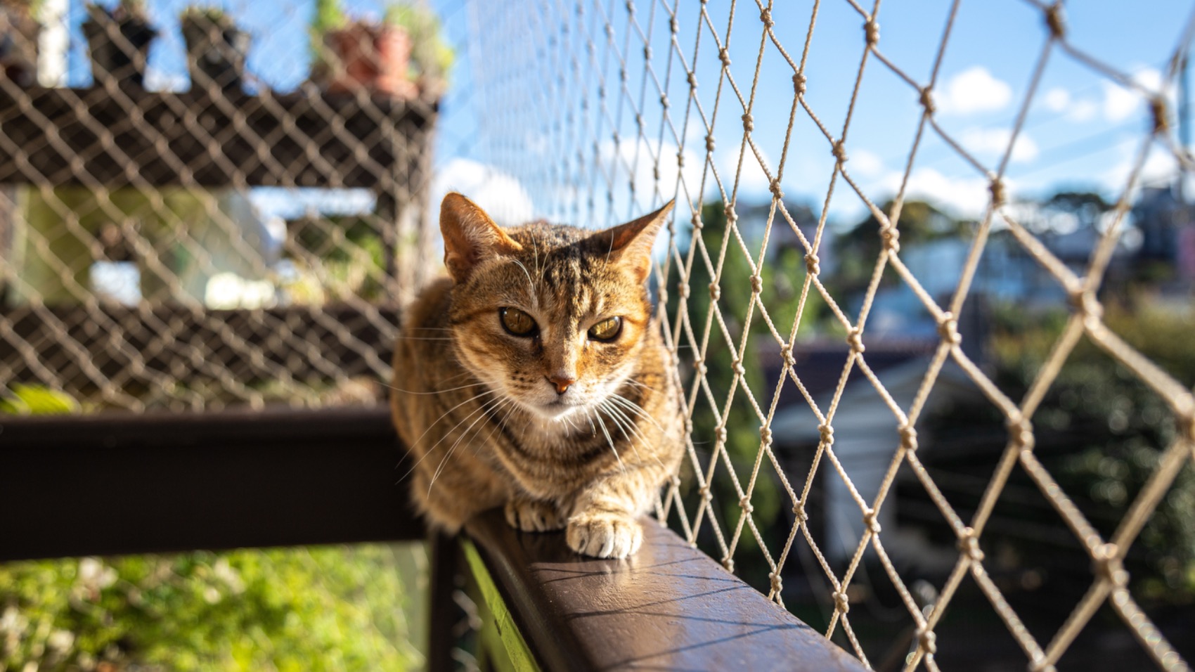 Como escolher um Seguro para Gatos? Como escolher um Seguro para Gatos?