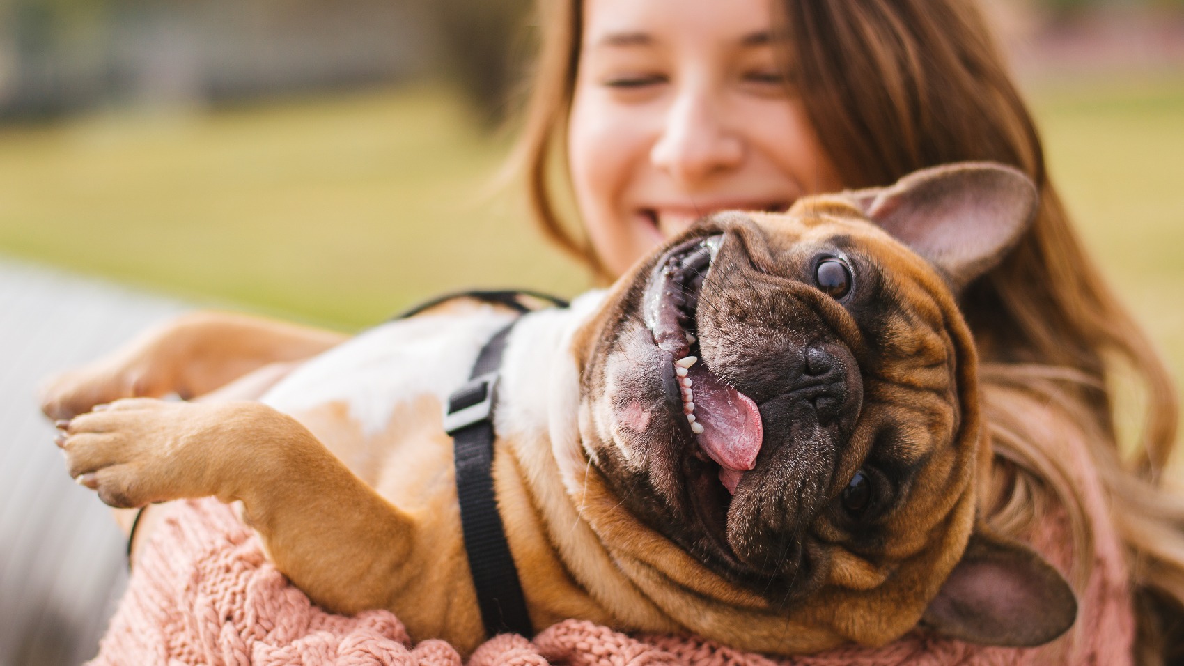 Seguro para Animais - Cães