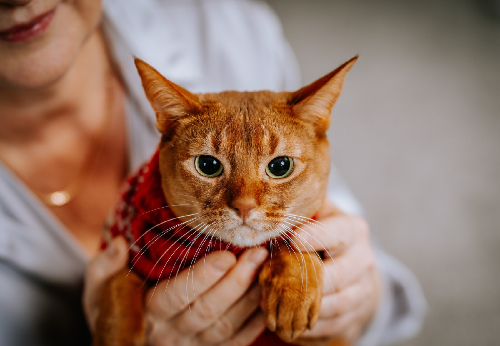 Seguro para Gatos